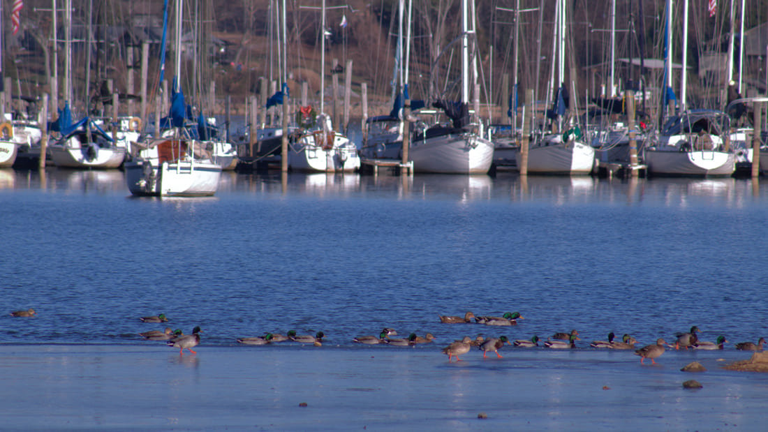 Boats and ducks on the water in Concord Park in Farragut, Tennessee